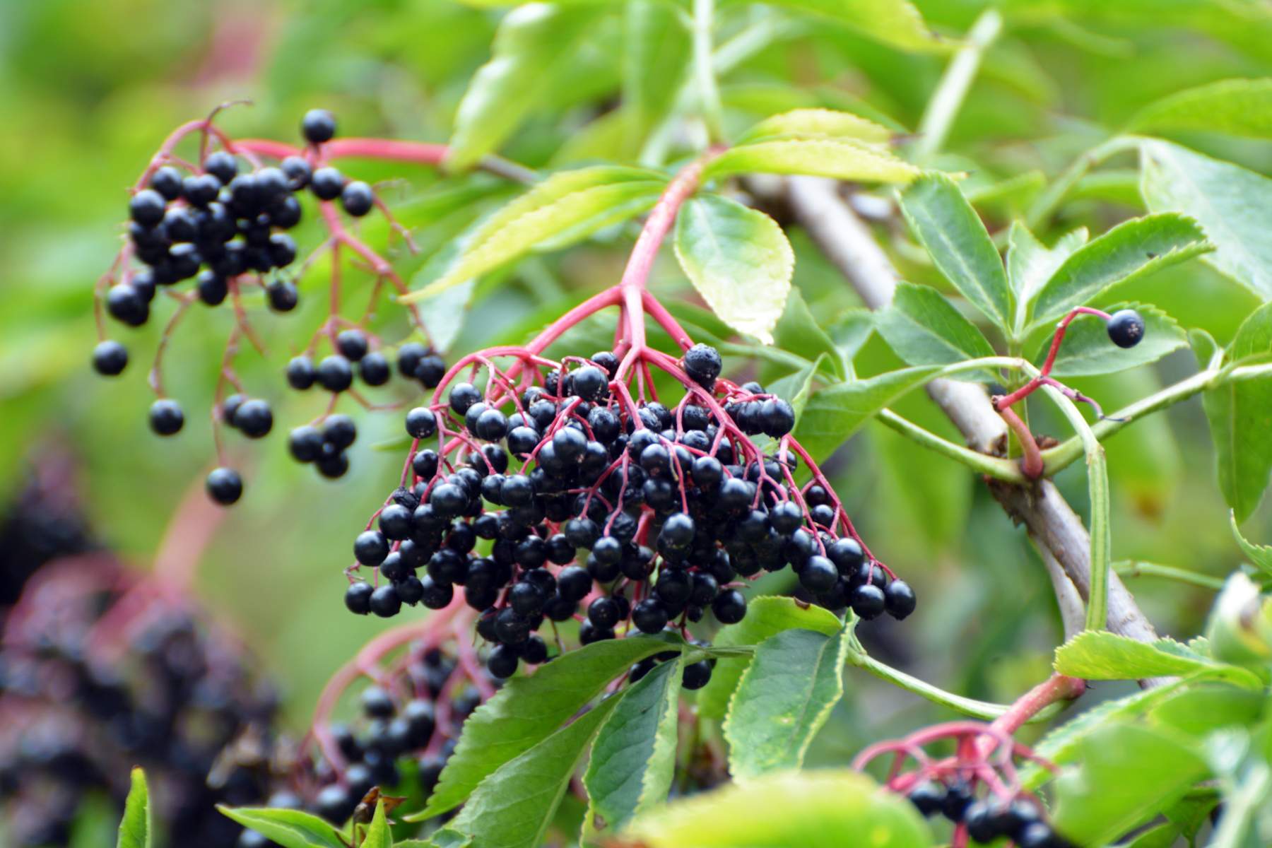 You Should Always Respect your Elder – berries!