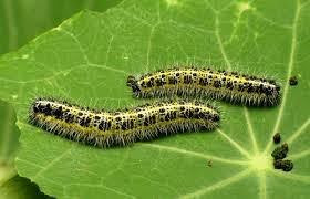 caterpillar