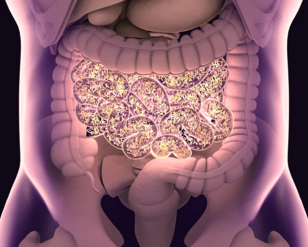 Depositphotos 345701358 Stock Photo Gut Bacteria Gut Flora Microbiome
