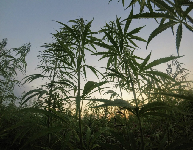 Journal Club – Hemp Research